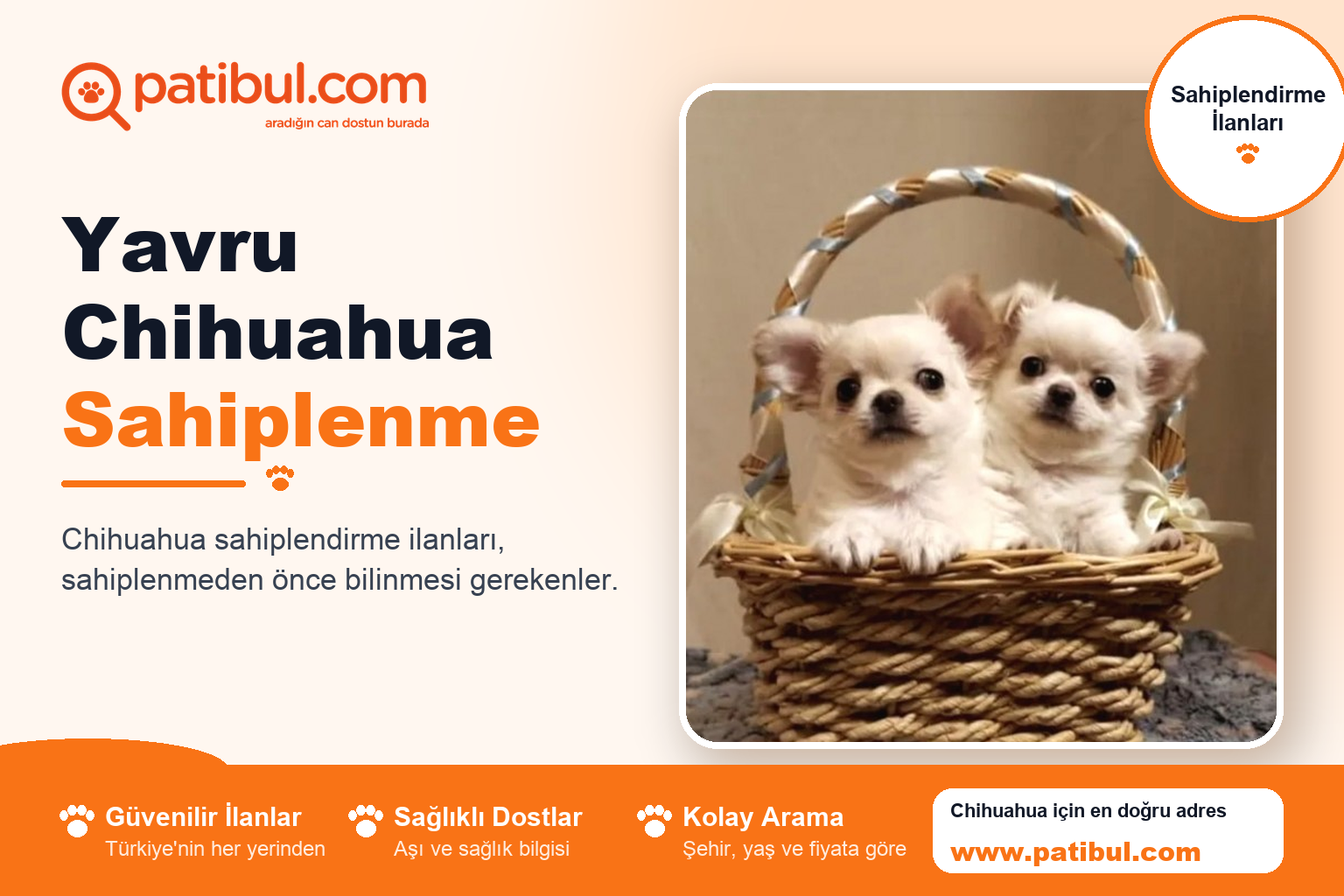 Yavru Chihuahua Sahiplenme | Patibul Yavru Chihuahua Sahiplenme