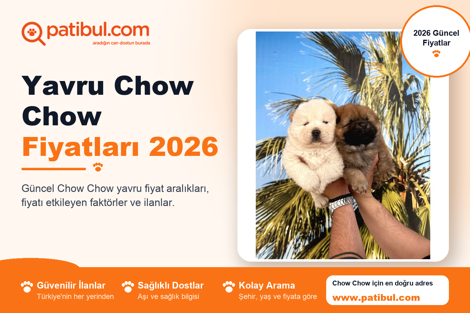 Yavru Chow Chow Fiyatları 2026 | Patibul Yavru Chow Chow Fiyatları 2026