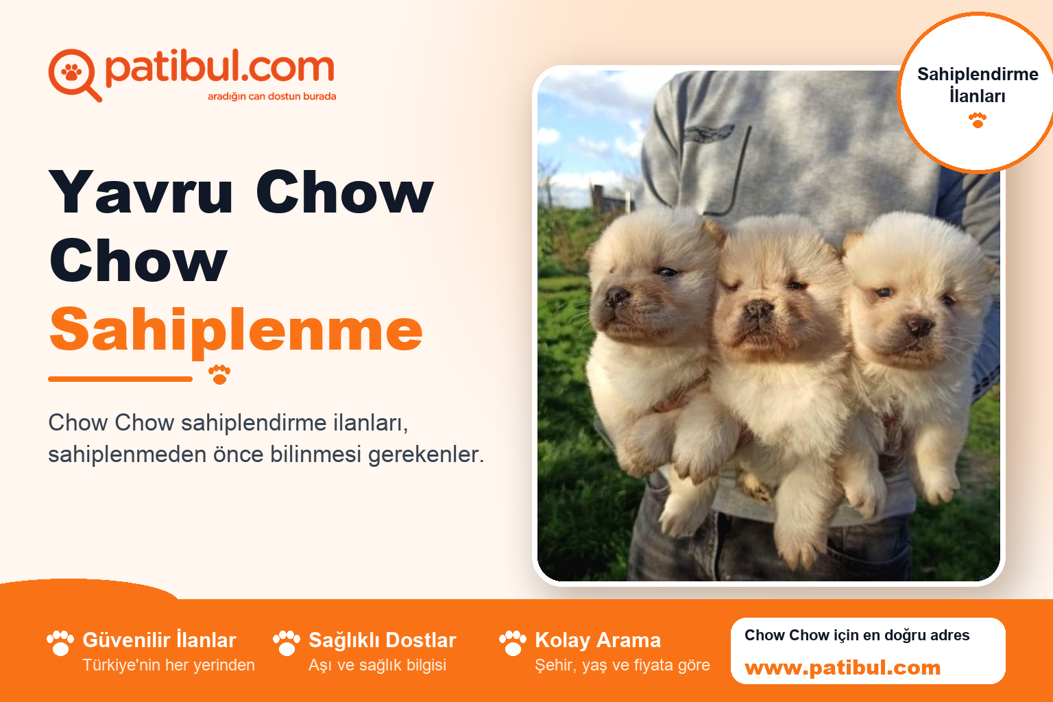 Yavru Chow Chow Sahiplenme | Patibul Yavru Chow Chow Sahiplenme