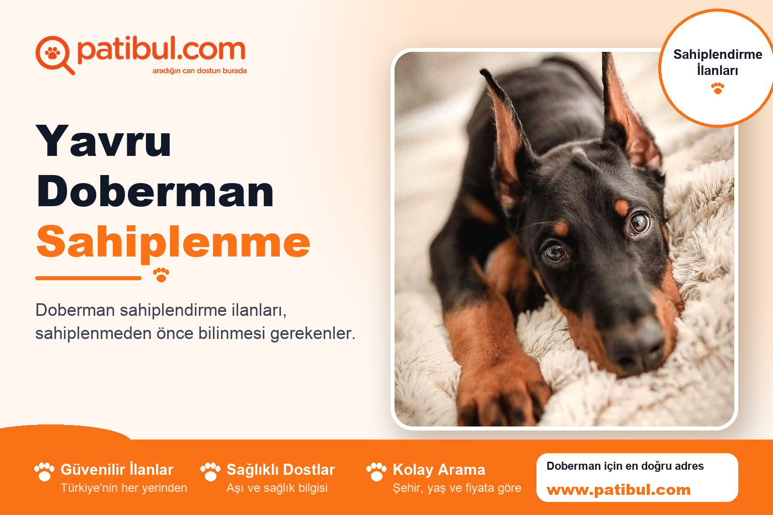 Yavru Doberman Sahiplenme