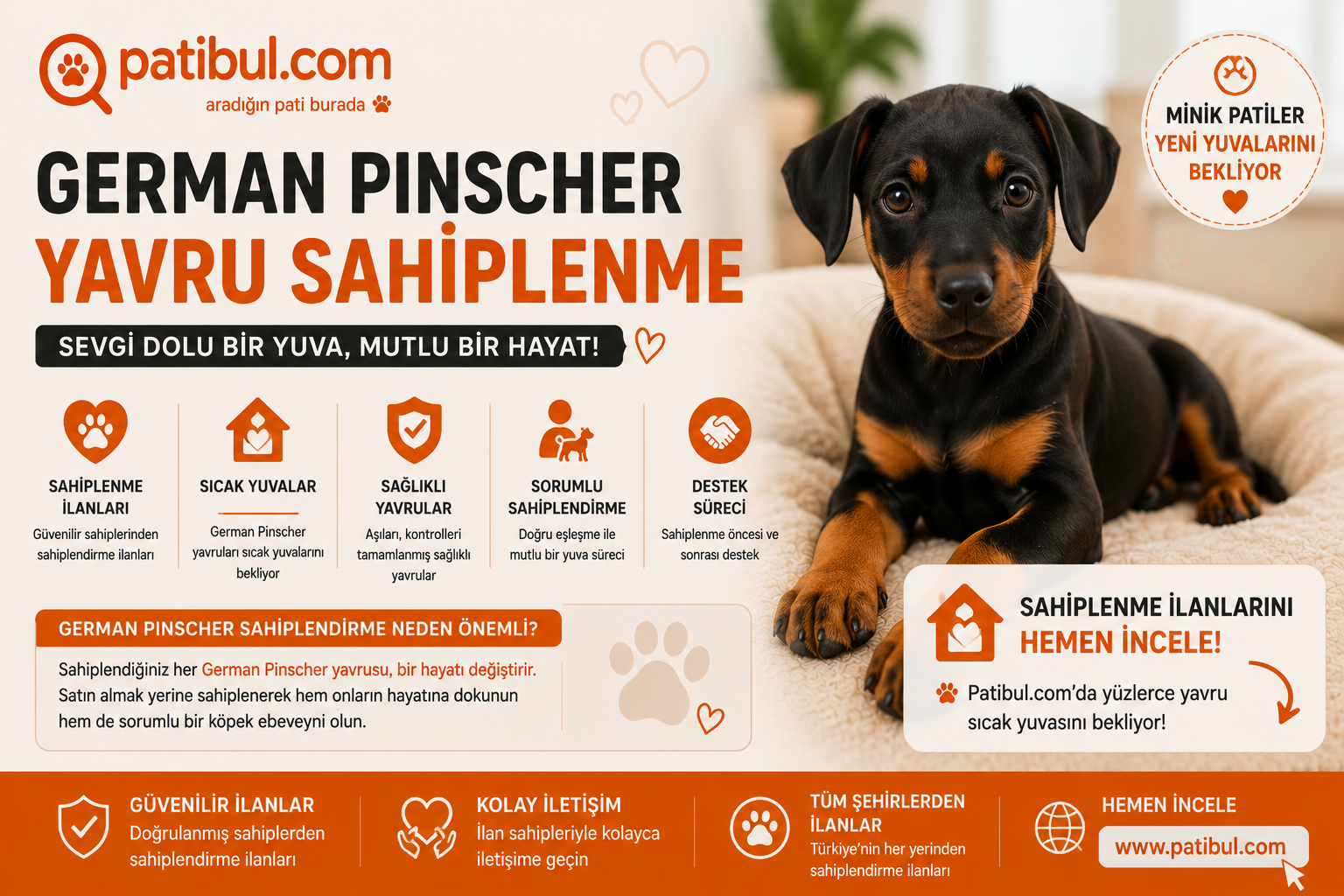 German Pinscher Görseli