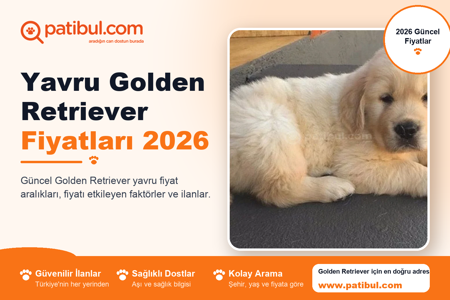 Yavru Golden Retriever Fiyatları 2026 | Patibul Yavru Golden Retriever Fiyatları 2026