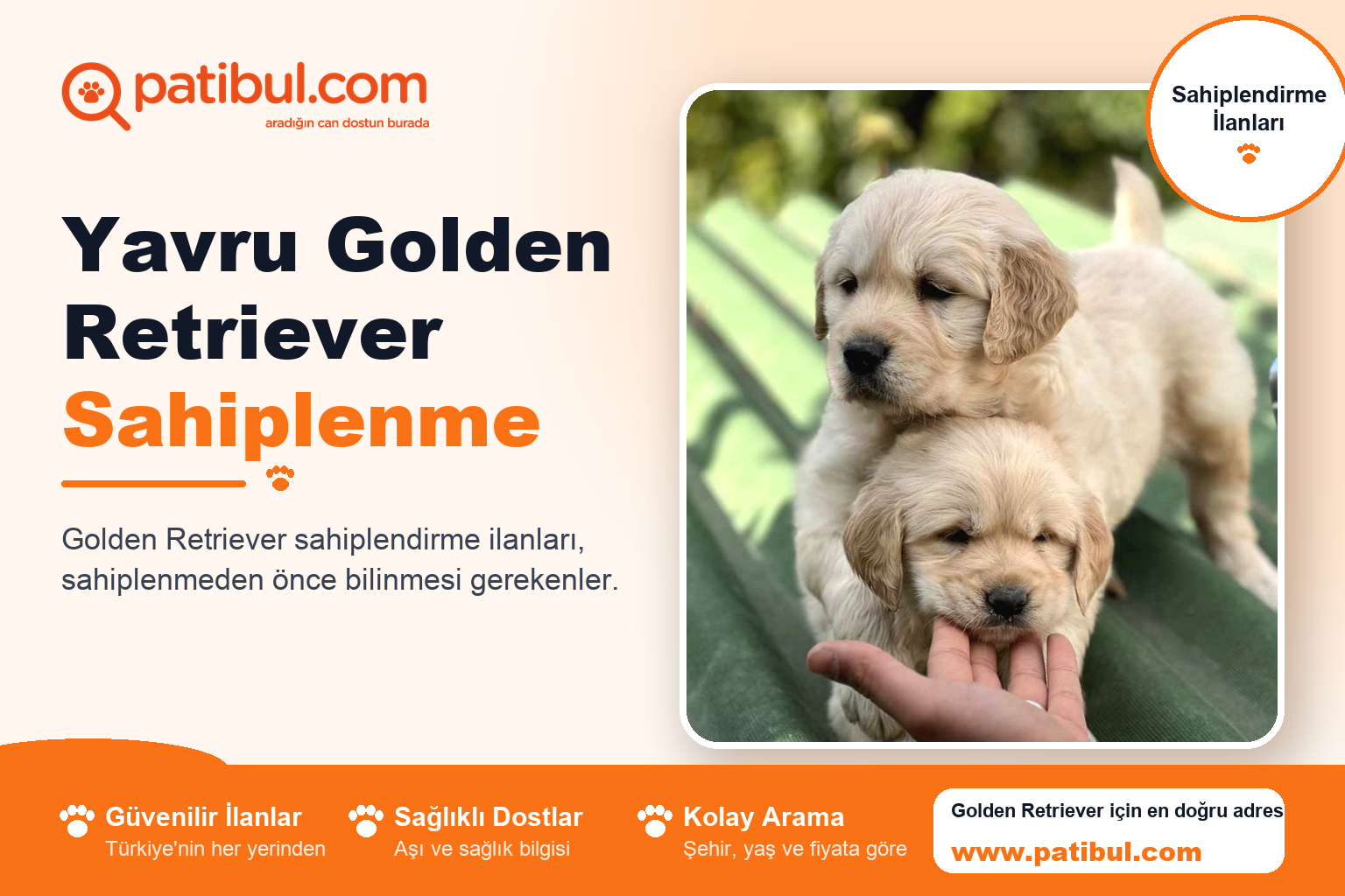 Yavru Golden Retriever Sahiplenme | Patibul Yavru Golden Retriever Sahiplenme