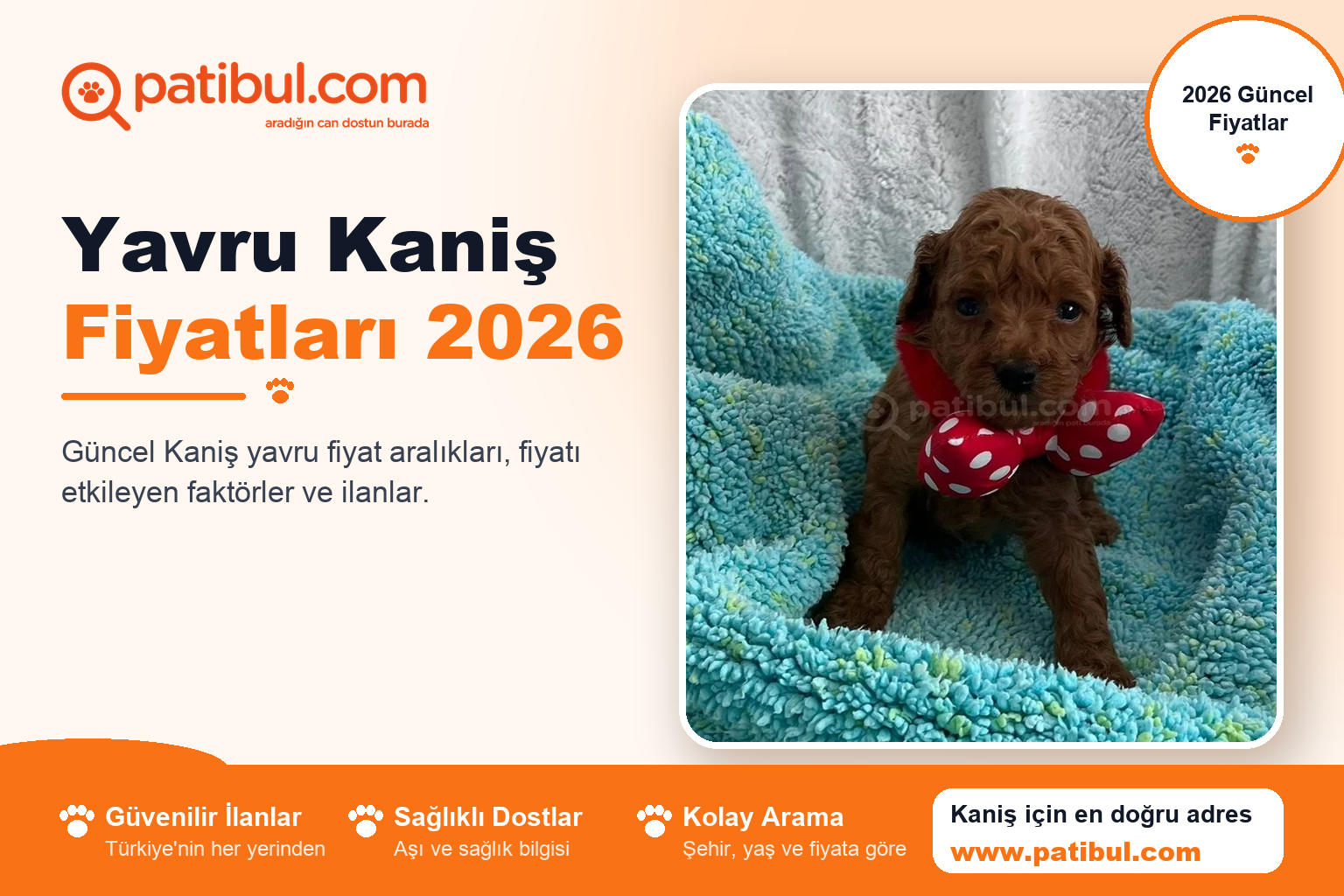 Yavru Kaniş Fiyatları 2026 | Patibul Yavru Kaniş Fiyatları 2026