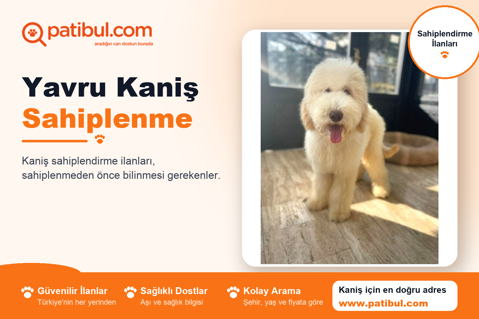 Yavru Kaniş Sahiplenme | Patibul Yavru Kaniş Sahiplenme