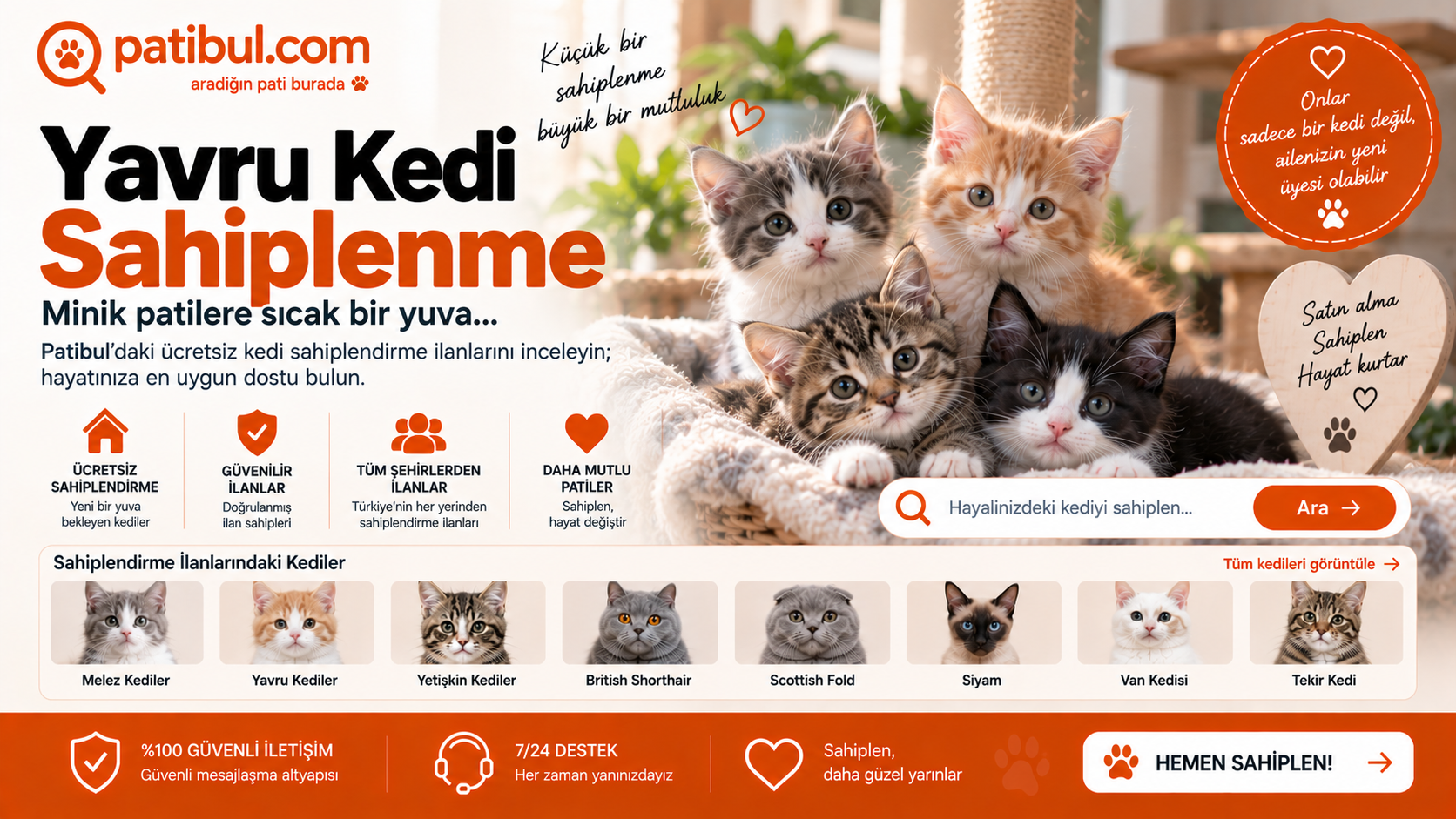 Yavru Kedi Sahiplendirme Ücretsiz Kedi İlanları Görseli