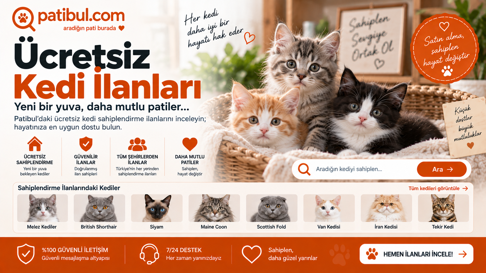 Yavru Kedi Sahiplenme Ücretsiz Kedi İlanları Görseli