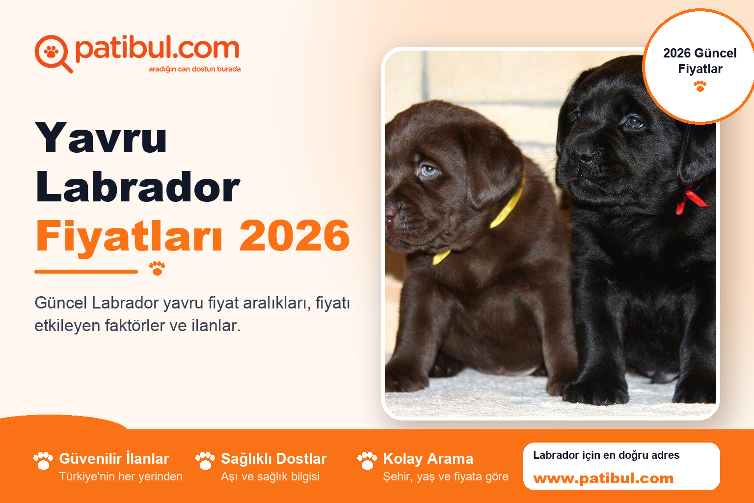 Yavru Labrador Fiyatları 2026