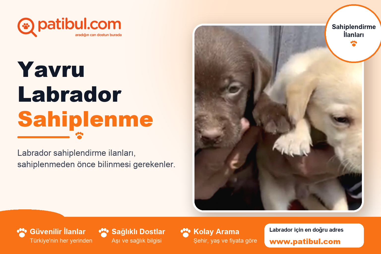 Yavru Labrador Sahiplenme