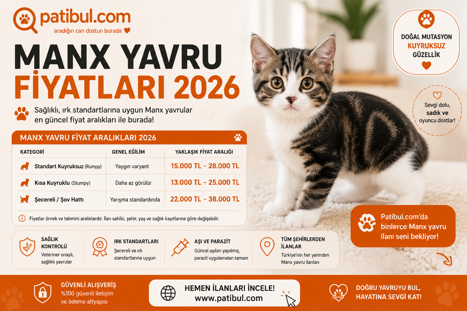 Manx Yavru Fiyatları 2026 Manx Görseli