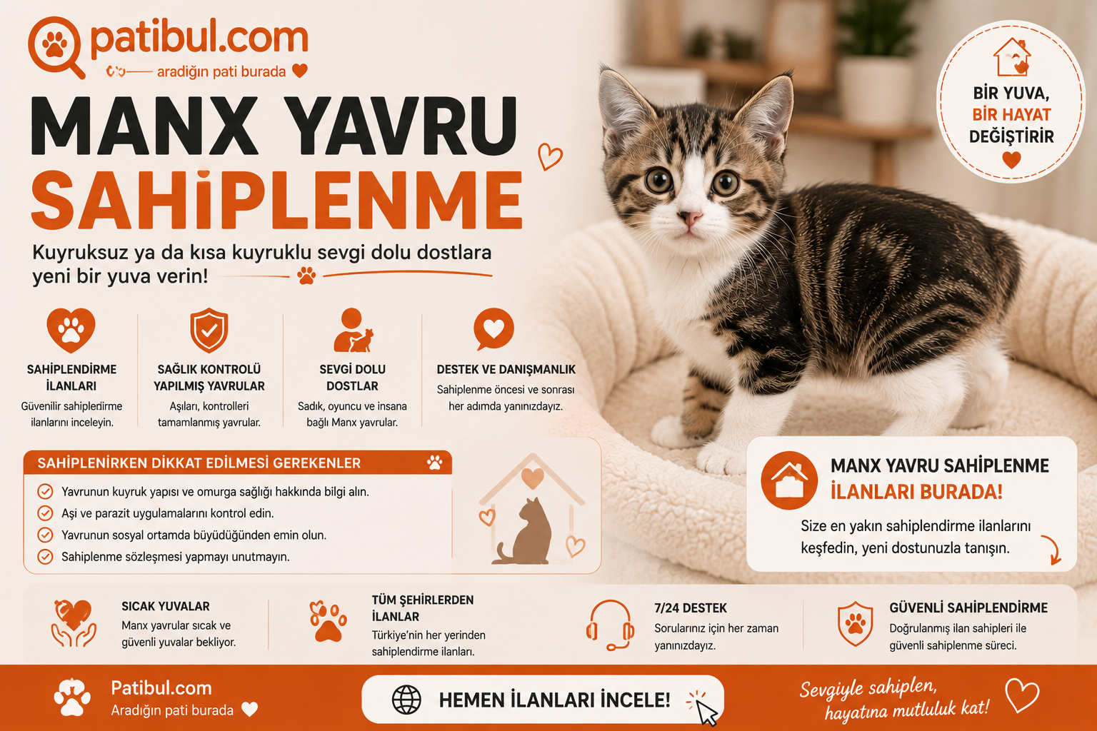 Manx Yavru Sahiplenme İlanları Manx Görseli