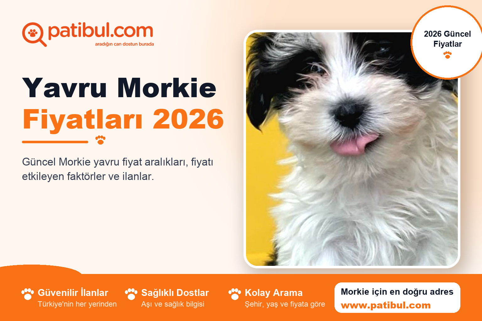 Yavru Morkie Fiyatları 2026 | Patibul Yavru Morkie Fiyatları 2026