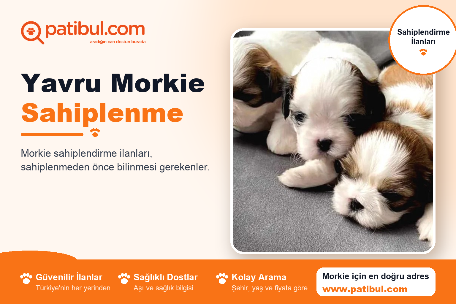 Yavru Morkie Sahiplenme | Patibul Yavru Morkie Sahiplenme