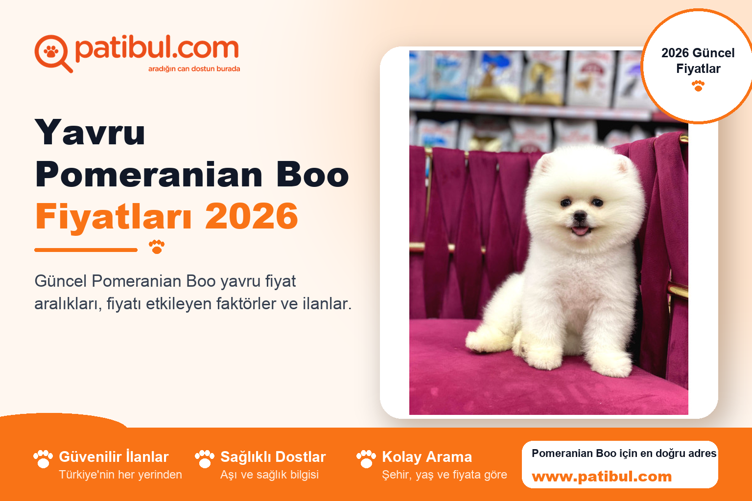 Yavru Pomeranian Boo Fiyatları 2026 | Patibul Yavru Pomeranian Boo Fiyatları 2026