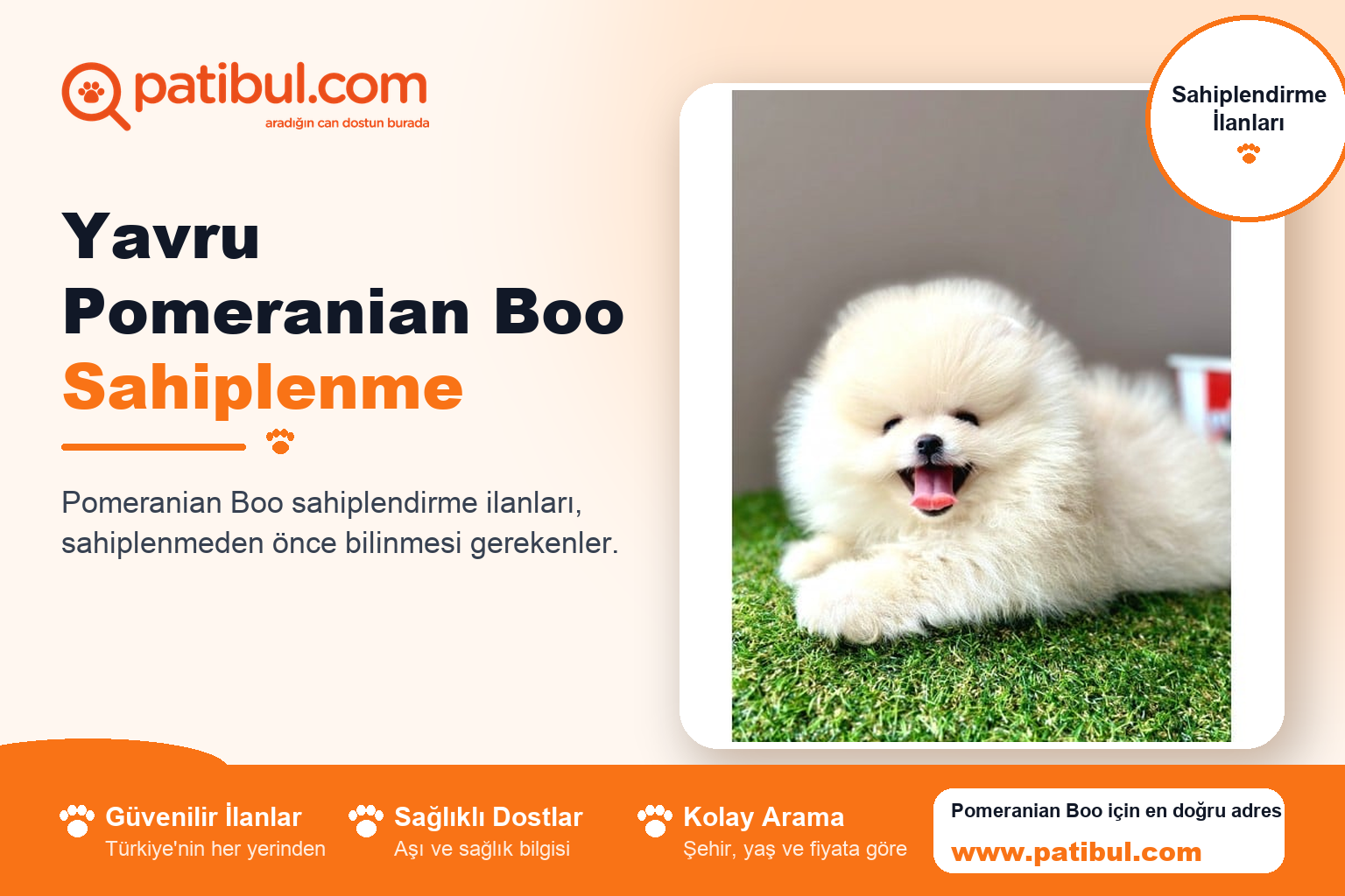 Yavru Pomeranian Boo Sahiplenme | Patibul Yavru Pomeranian Boo Sahiplenme