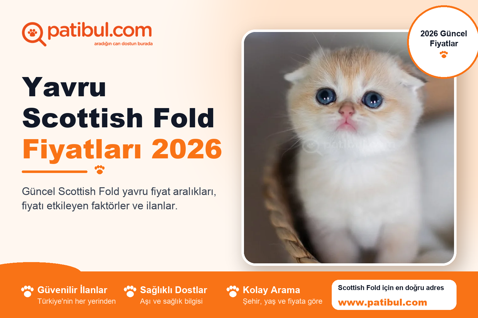 Yavru Scottish Fold Fiyatları 2026 | Patibul Yavru Scottish Fold Fiyatları 2026