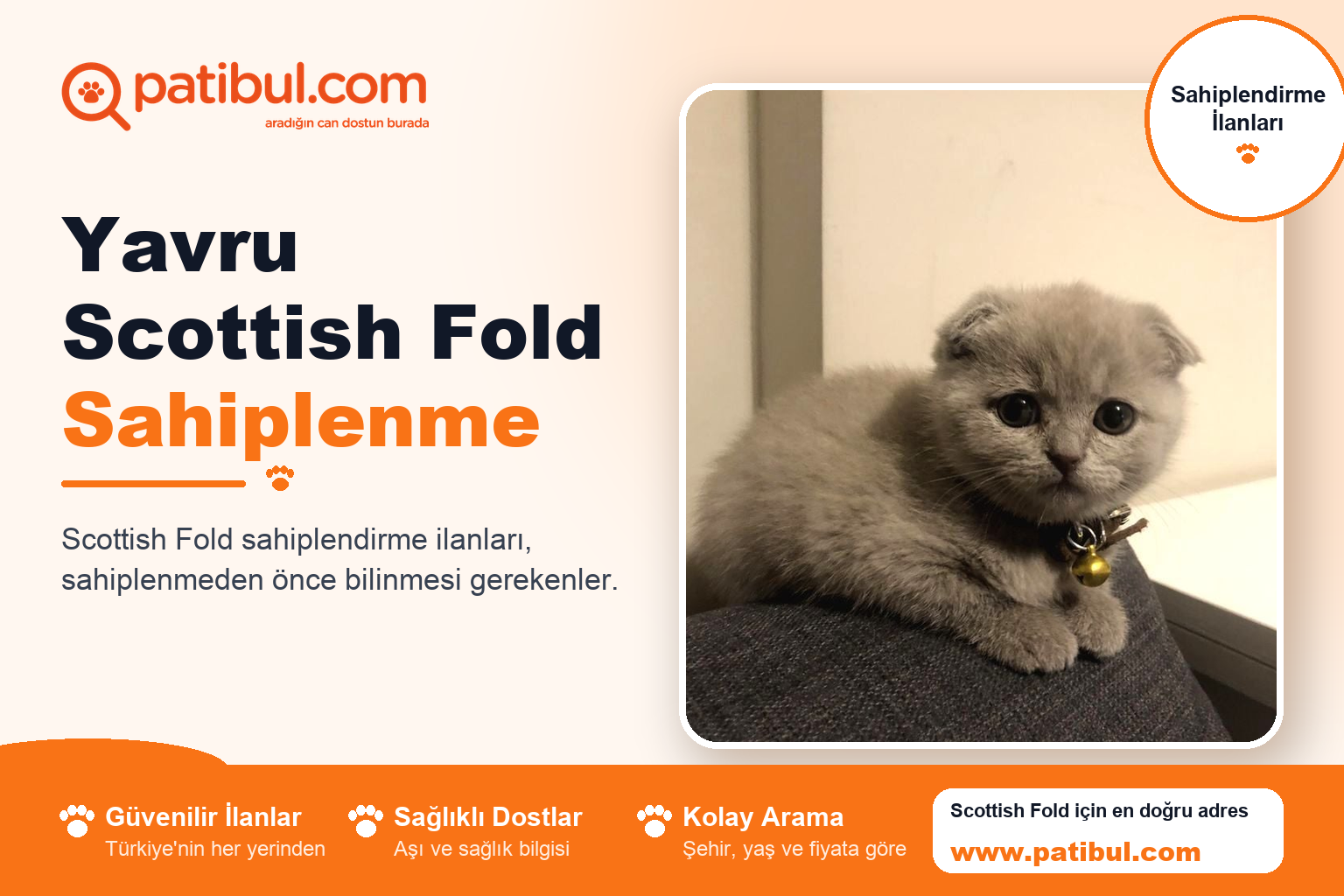 Yavru Scottish Fold Sahiplenme | Patibul Yavru Scottish Fold Sahiplenme