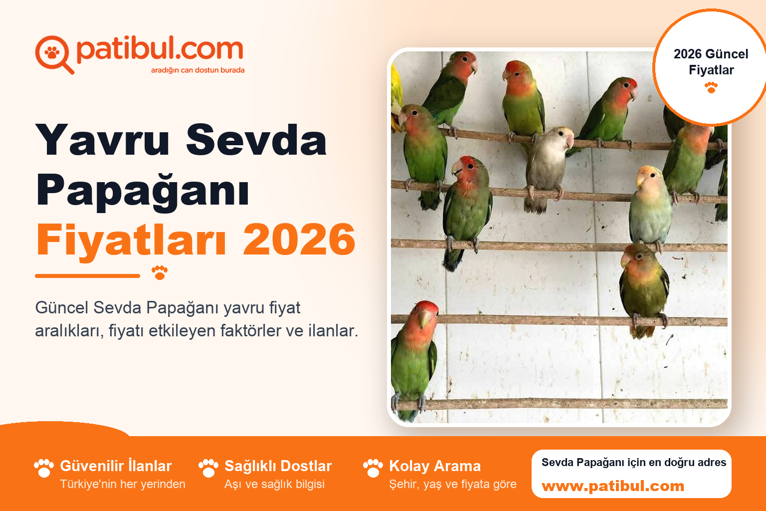 Yavru Sevda Papağanı Fiyatları 2026 | Patibul Yavru Sevda Papağanı Fiyatları 2026