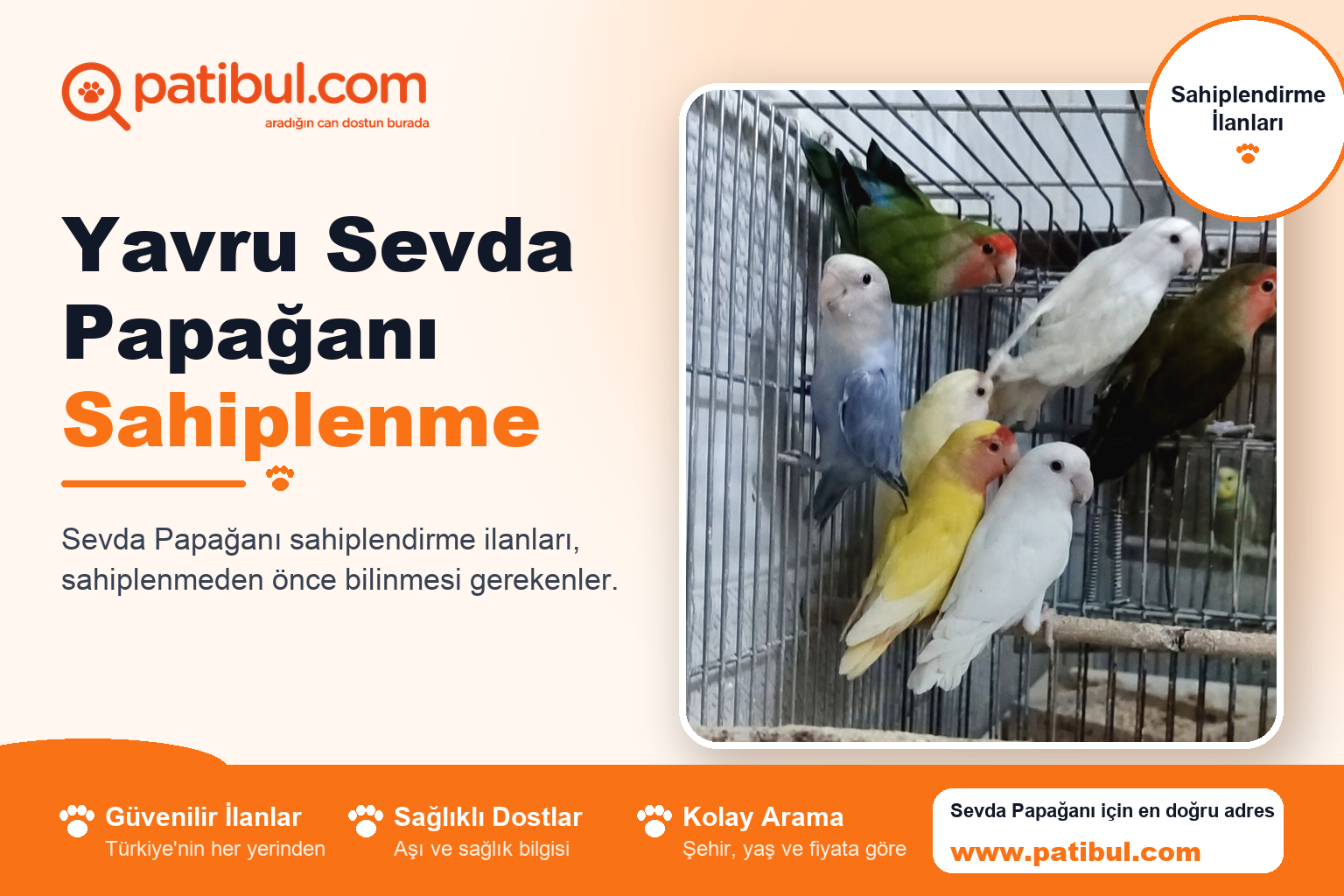 Yavru Sevda Papağanı Sahiplenme | Patibul Yavru Sevda Papağanı Sahiplenme