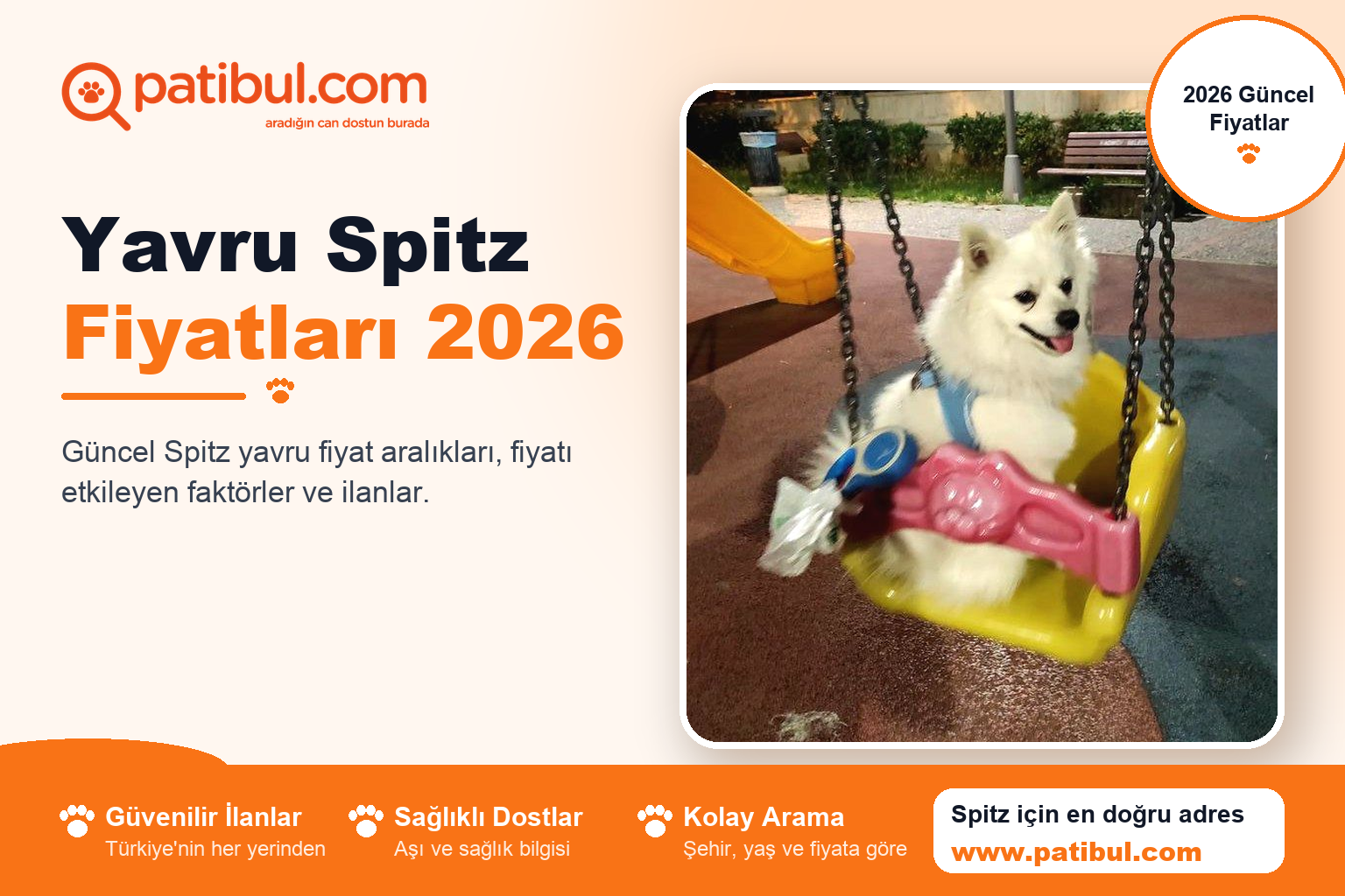 Yavru Spitz Fiyatları 2026 | Patibul Yavru Spitz Fiyatları 2026