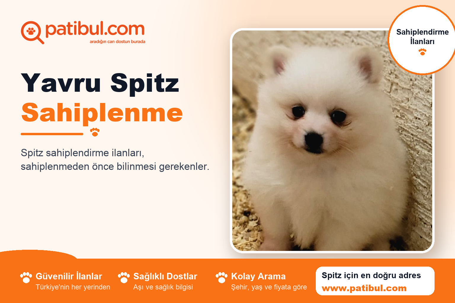 Yavru Spitz Sahiplenme | Patibul Yavru Spitz Sahiplenme