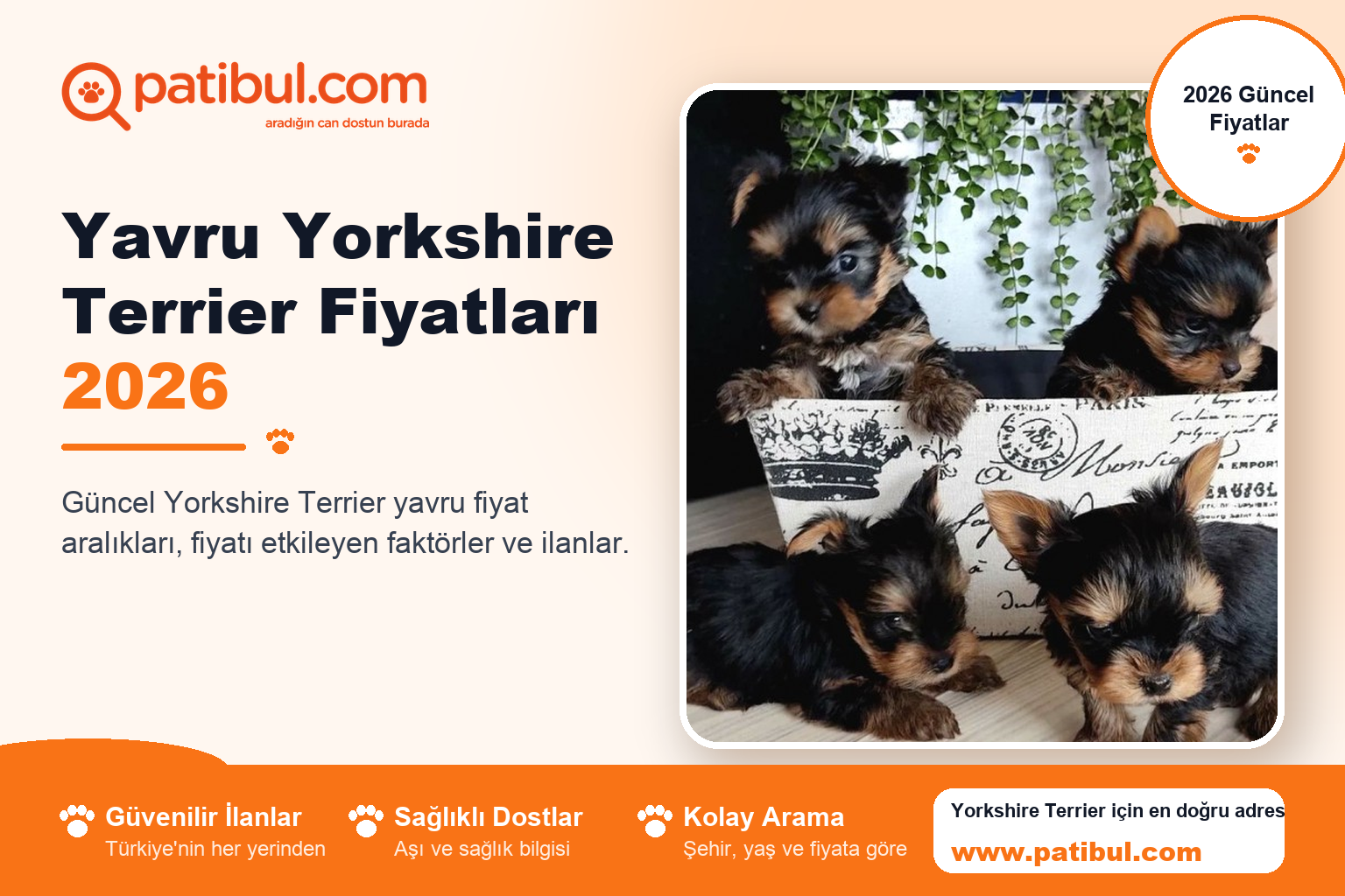 Yavru Yorkshire Terrier Fiyatları 2026 | Patibul Yavru Yorkshire Terrier Fiyatları 2026