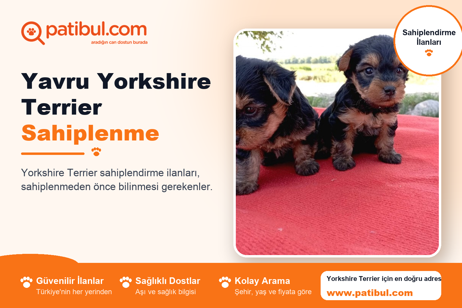 Yavru Yorkshire Terrier Sahiplenme | Patibul Yavru Yorkshire Terrier Sahiplenme
