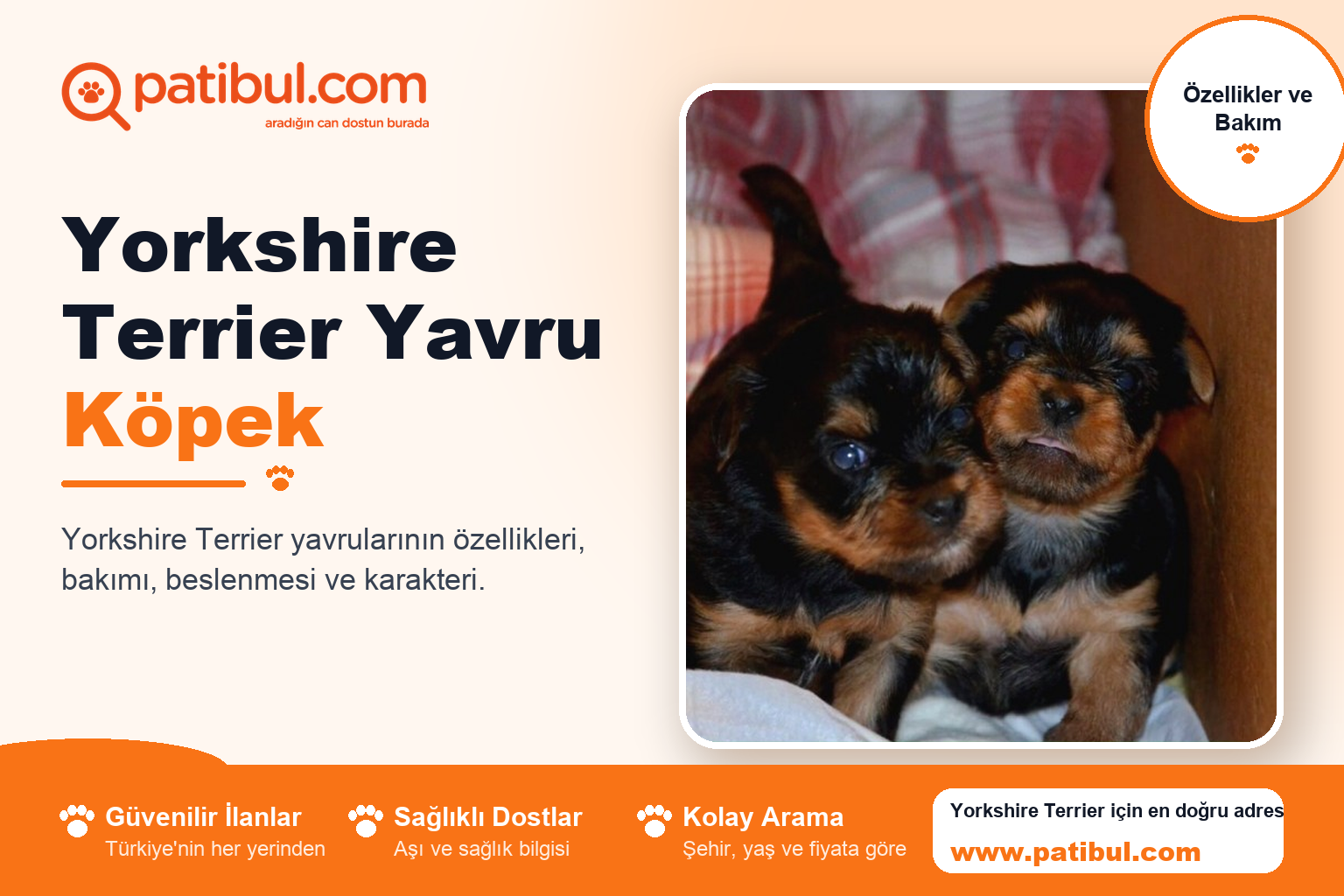 Yorkshire Terrier Yavru Köpek | Patibul Yorkshire Terrier Yavru Köpek