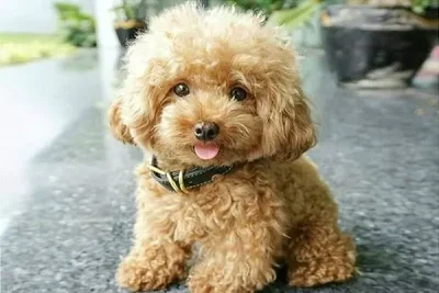 Patibul