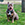 American Bully
