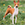 Basenji