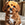 Cavapoo
