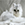 Chinchilla