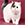Exotic Shorthair
