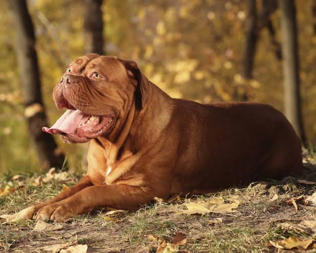 Fransız Mastiff
