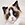 Ragdoll Kedisi