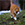 Sarman Kedi