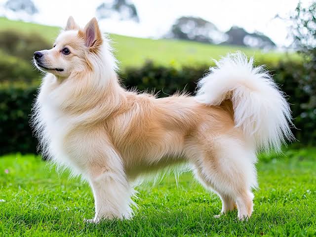 Spitz