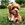 Yorkipoo