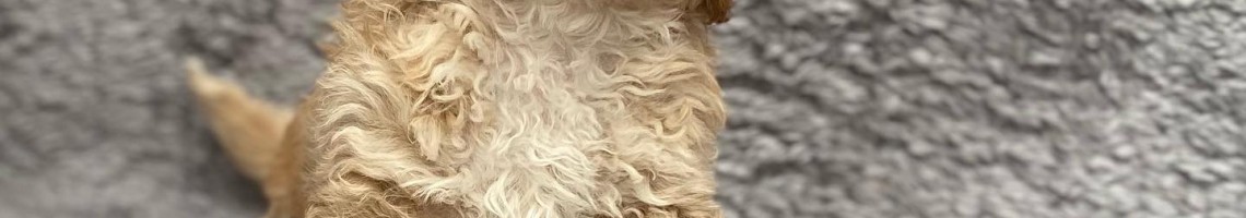 POODLEDADCLUP