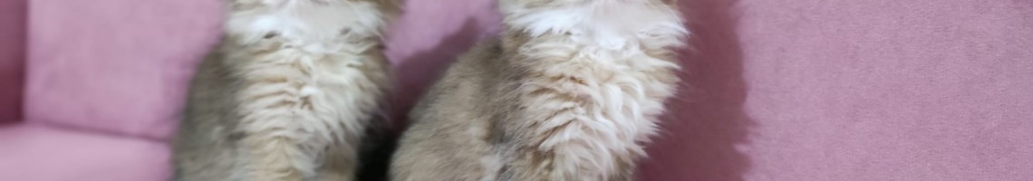 Harmony paws cattery