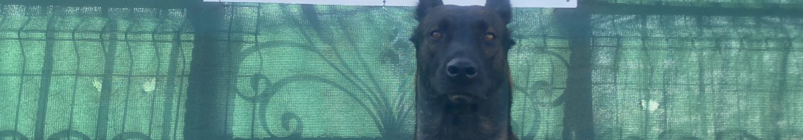 AKC CANINE CLUB