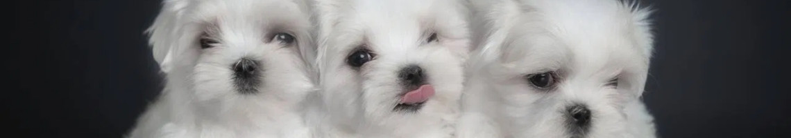 MalteseMaltipooPuppy