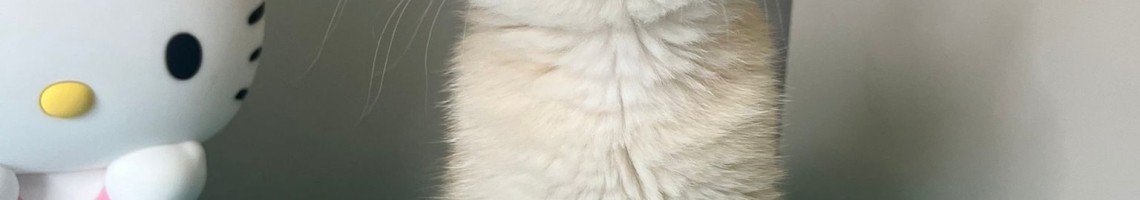 Royal Whiskers Cattery