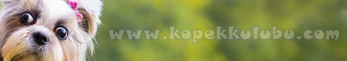 Köpek Kulübü
