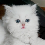 Mila Sevil profil fotoğrafı