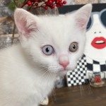Ayşegül Akkuş profil fotoğrafı