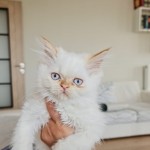 busra oz profil fotoğrafı