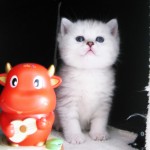 selin zincir profil fotoğrafı