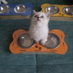 Latte Cattery profil fotoğrafı